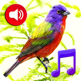 com.mygoodtonesinc.birds