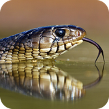 com.wallpapersnakewallpaper.wallpaperhd