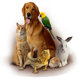 com.siriuswars.hayvansesleri