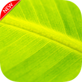 com.GreenWallpaper.green.color.wallpaper