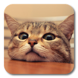 com.livewallpaperkkpicture.cat