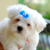 com.fansofdogs.MalteseDogsWallpapers