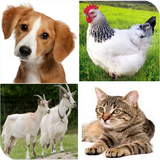 japanese.animals.names.with.sounds