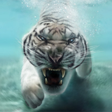 com.kklivewallpaper.tiger