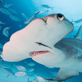 com.wildlife.hammerhead