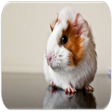 com.appsfreeinc.Guinea.Pig.Sounds