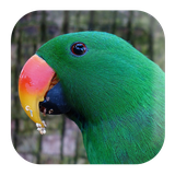 com.kikaapps.parrotsounds.birdsounds