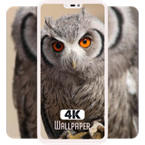 com.xeroicdevelopers.owlwallpapers