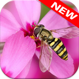 com.animalwallpaper.bee