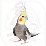 ir.toyoorkadeh.cockatiel2