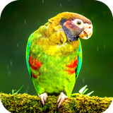 com.Bird.wallpaper.image.background.wallpaper