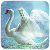 com.hd.swanwallpaper.swanimage.wallpaper