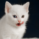 com.kklivewallpaper.cat