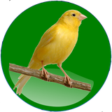 canary.app.vet