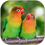 com.lovebird.birdsounds