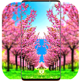 com.SakuraWallpaper.blossomwallpaper.flowerwallpaper.cherry.tree