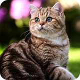 com.nicehdapps.cat.wallpapers.cute.HD