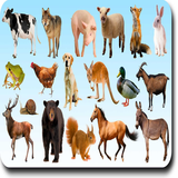 atozanimalname.coreinterface.in.atozanimalname