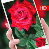 com.aw.rose.livewallpaper.free.mobiletheme
