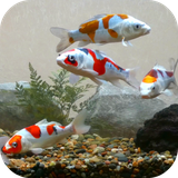 koifishtank.hdvt.com