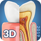 com.visual3dscience.Dental