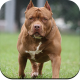 com.pitbulldogwallpaper.pitbullpictures.wallpaperhd