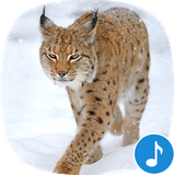 io.appp.sounds.bobcat