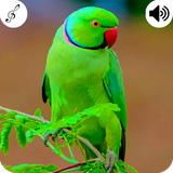 com.dollarapps.parrotsounds