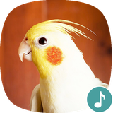 io.appp.sounds.cockatiel