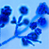 appinventor.ai_swarajbac.Fungi