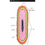 ir.microorganis.book