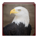 com.example.eagle