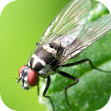 com.leafgreen.insect