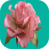 com.sra_ht.golsazemodern