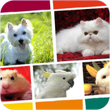 mshma.heyvankhaneghi