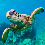 com.wildlife.turtle