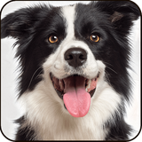 org.foxartgames.finddog
