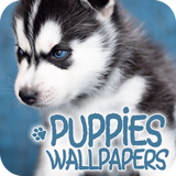 com.david_wallpapers.puppies