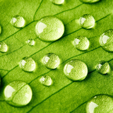 com.blackbirdwallpapers.springmacro