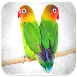 com.eliaswilliam.LoveBirdSounds