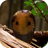 cobra.etlwallpaper.com