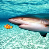 com.justgame.realshark.simulator