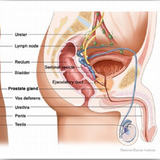 com.kmzco.prostatslearn