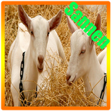 goatsannen.pvbz.any1