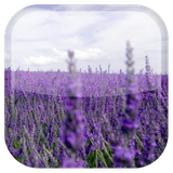 com.androidwasabi.livewallpaper.lavender