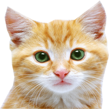 mhn.cats