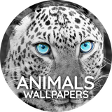 com.easy_wallpapers.animals