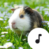 com.robinvanrodeman.guinea_pig