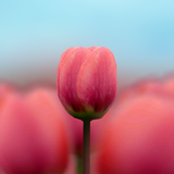 org.androidworks.livewallpapertulipfree