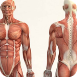 anatomiahumana.humananatomy.anatomiahumana